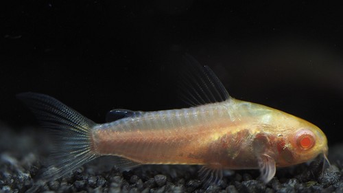 Corydoras pygmaeus - Pygmy Cory M